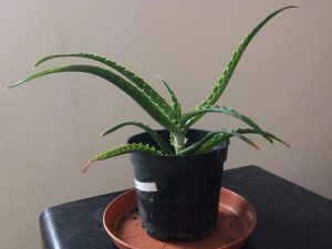 Aloes w doniczce - roślina lecznicza