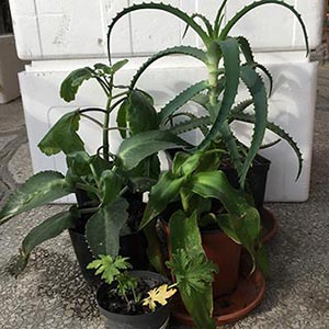Zdjęcia zioła i roślin leczniczych: Aloes złoty wąs żyworódka geranium